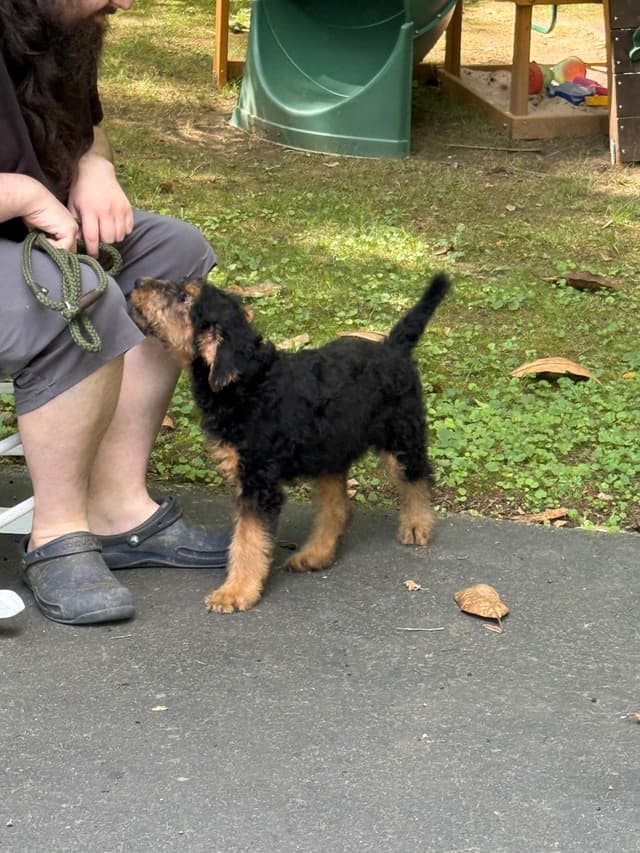 Airedale Terrier Puppies media 12