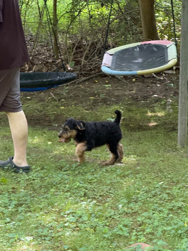 Airedale Terrier Puppies media 13