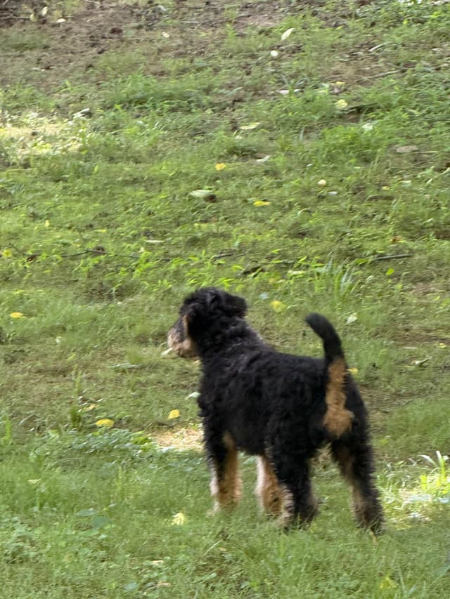 Airedale Terrier Puppies media 14