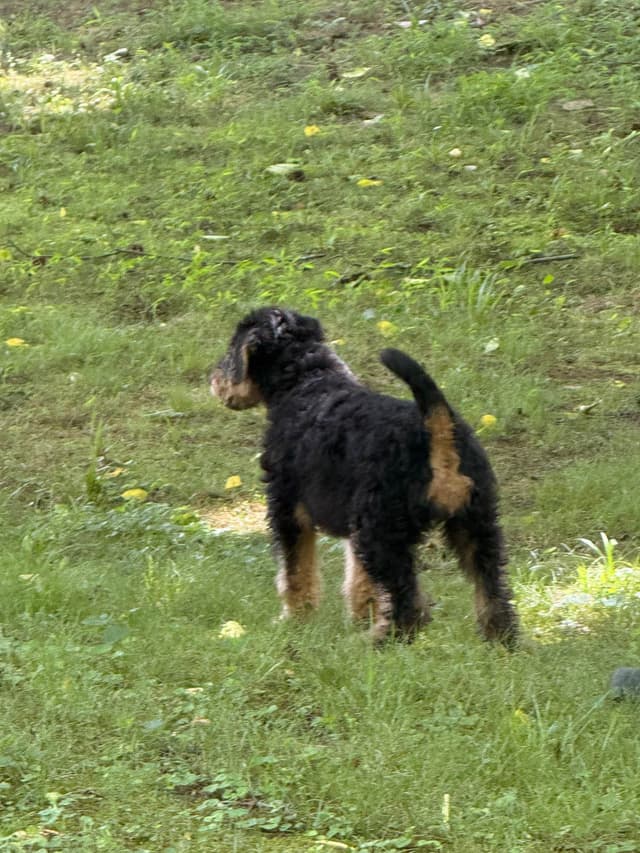 Airedale Terrier Puppies media 15