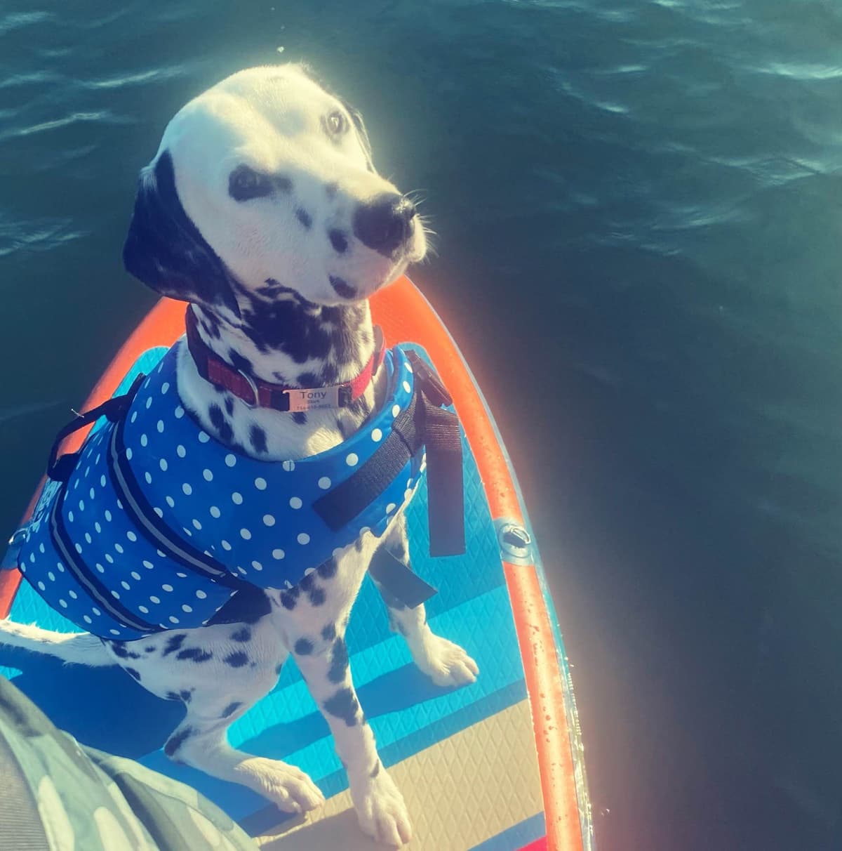 Beautiful Family Raised Dalmatian Puppies breeder image 5