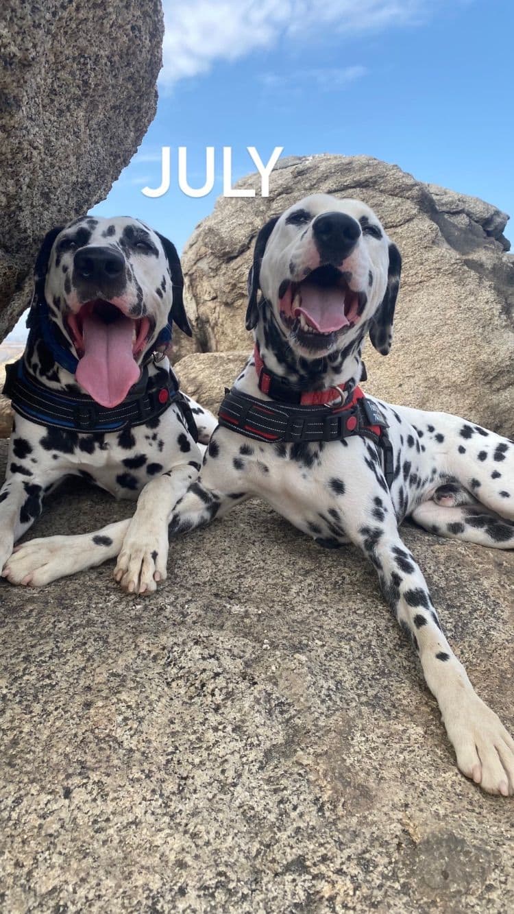 Beautiful Family Raised Dalmatian Puppies breeder image 6