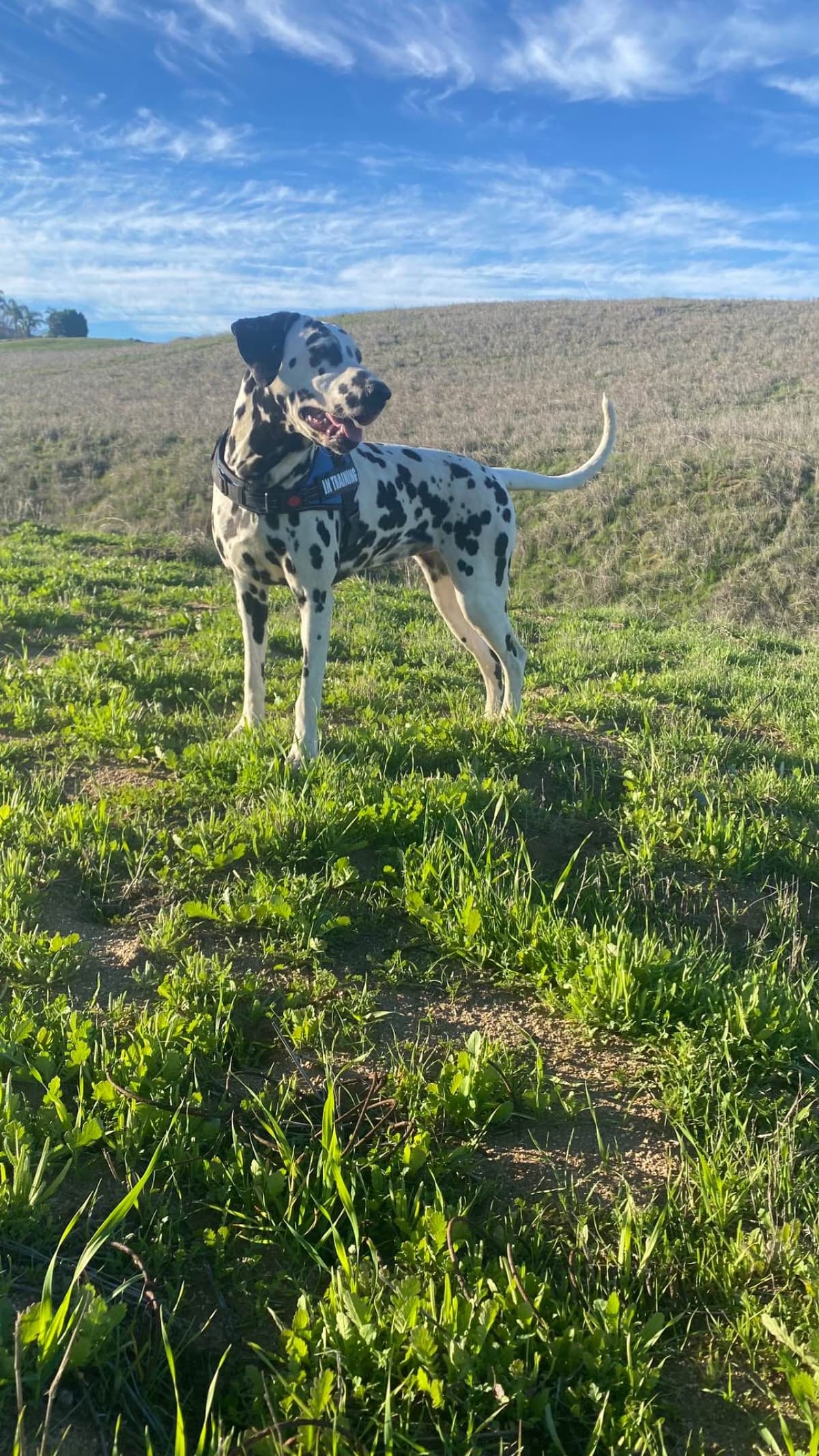 Beautiful Family Raised Dalmatian Puppies breeder image 7