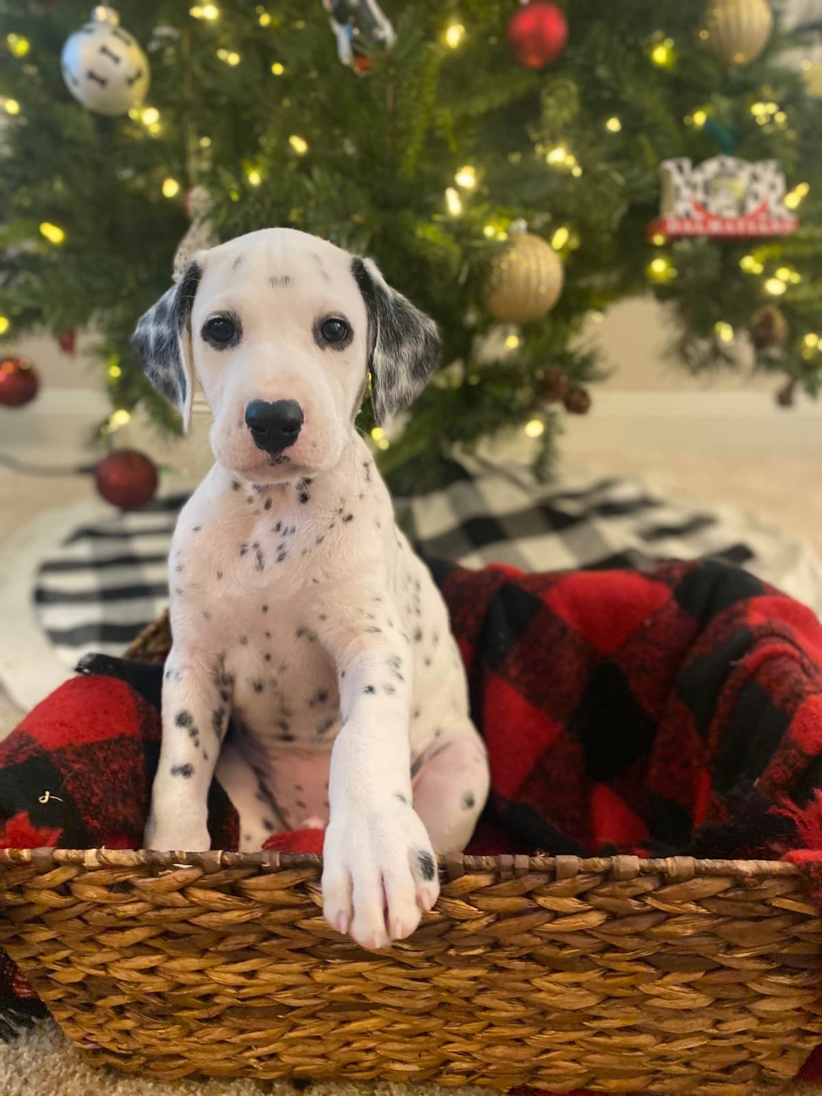 Beautiful Family Raised Dalmatian Puppies breeder image 8