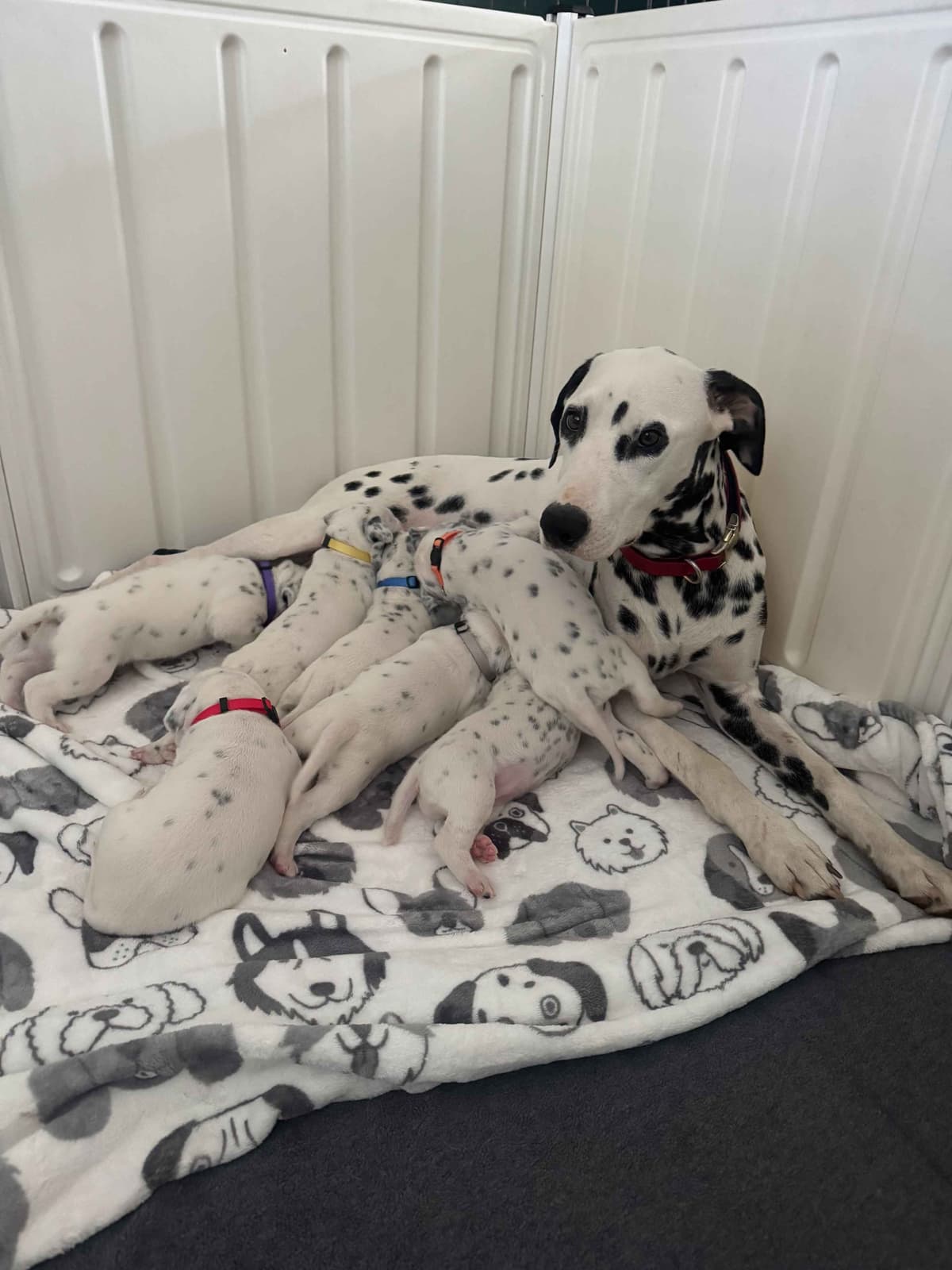 Beautiful Family Raised Dalmatian Puppies breeder image 11