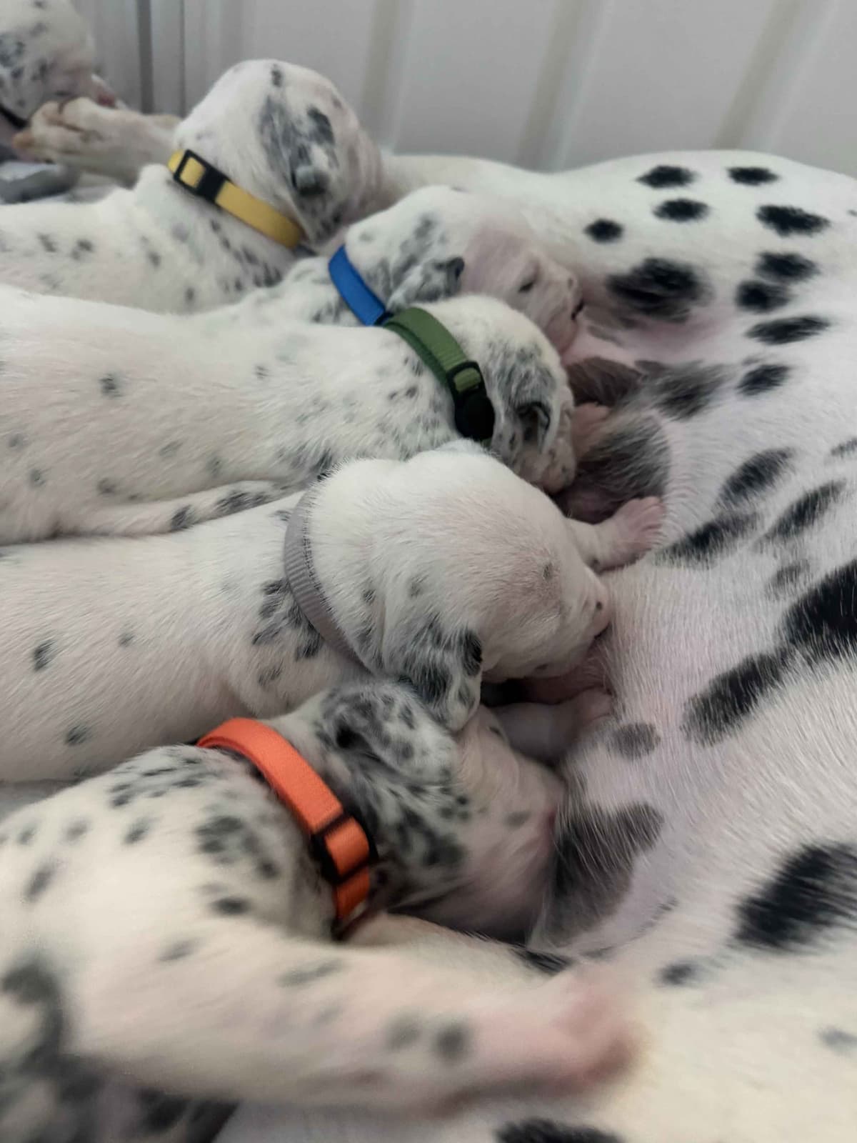 Beautiful Family Raised Dalmatian Puppies breeder image 16