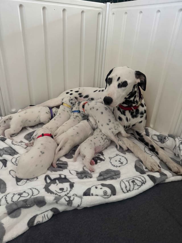Beautiful Family Raised Dalmatian Puppies media 2