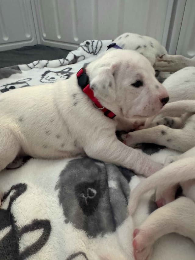 Beautiful Family Raised Dalmatian Puppies media 4