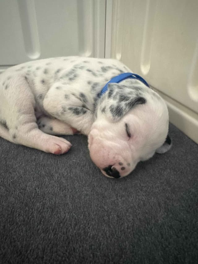 Beautiful Family Raised Dalmatian Puppies media 5