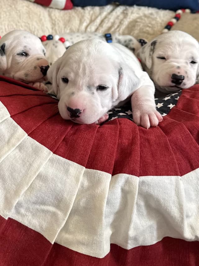 Beautiful Family Raised Dalmatian Puppies media 6