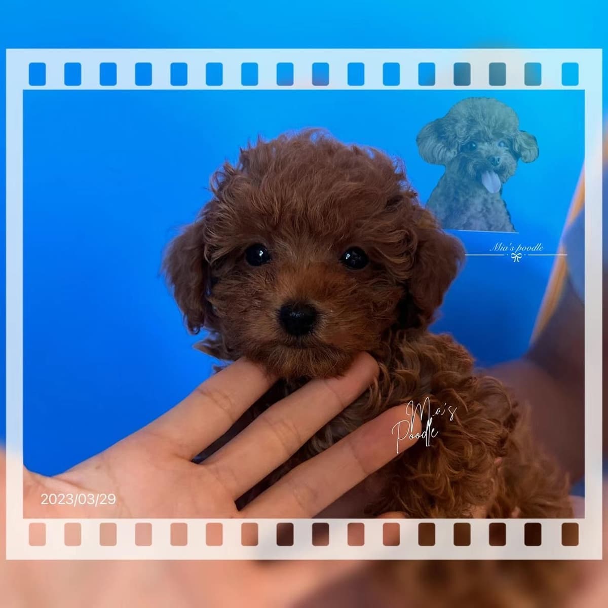 Red Toy Poodle Pups breeder image 1