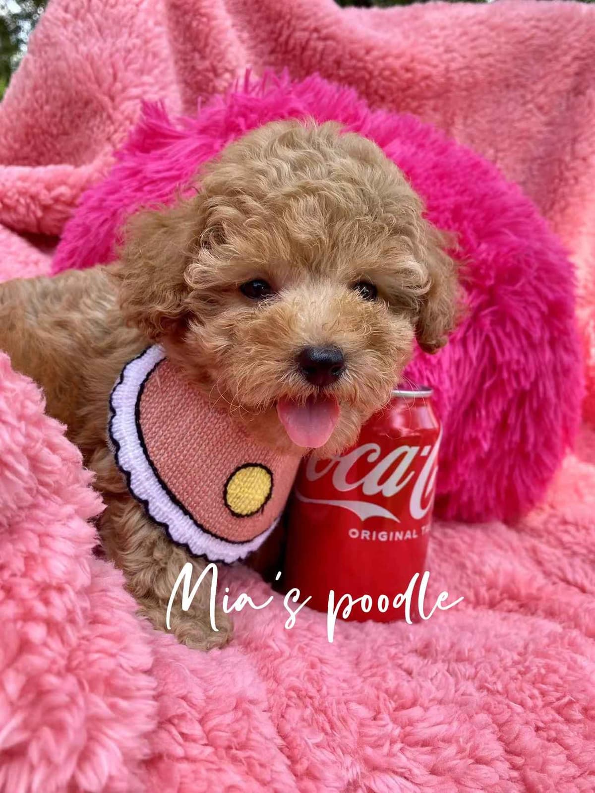 Red Toy Poodle Pups breeder image 3