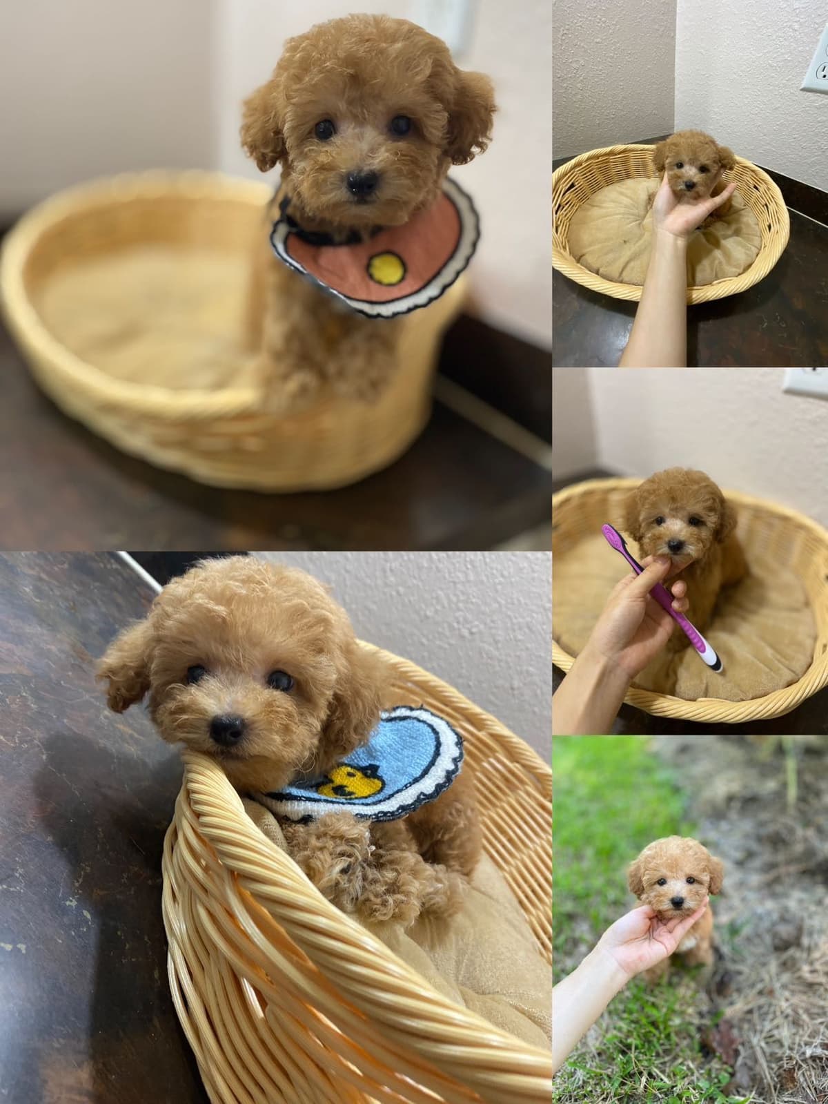 Red Toy Poodle Pups breeder image 4