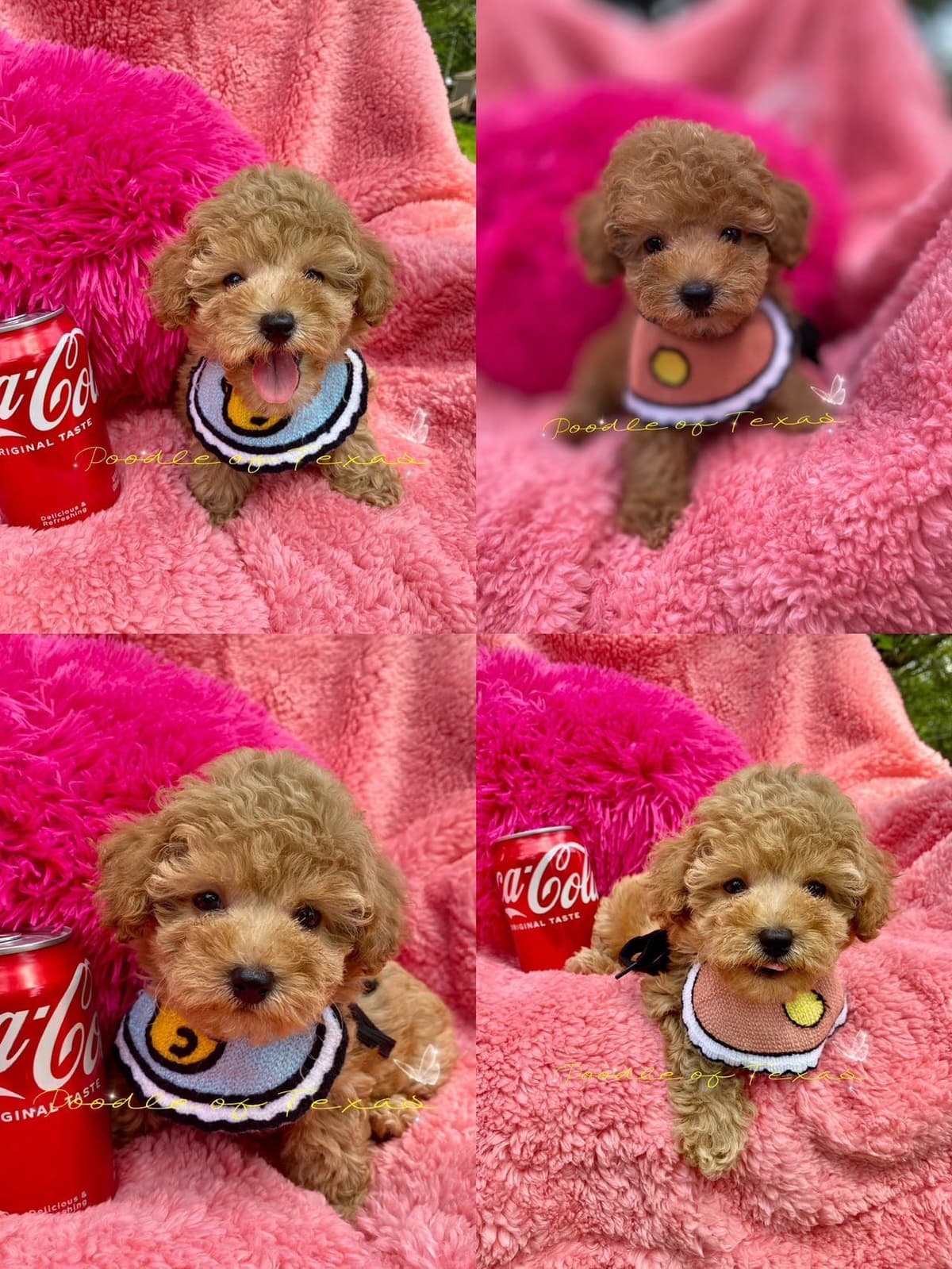 Red Toy Poodle Pups breeder image 5