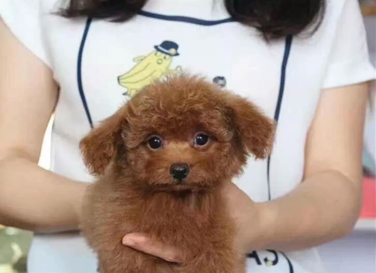 Red Toy Poodle Pups breeder image 6