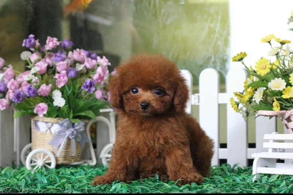 Red Toy Poodle Pups breeder image 7