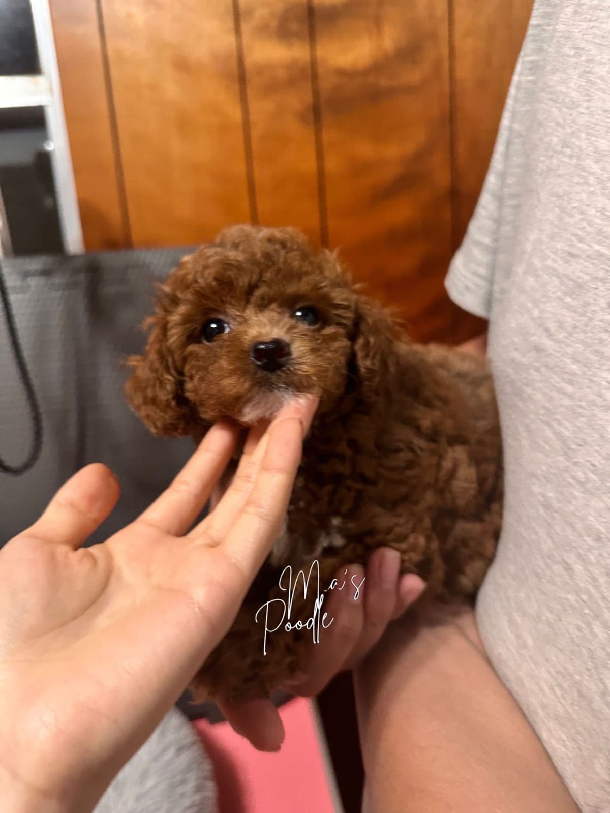 Red Toy Poodle Pups breeder image 8
