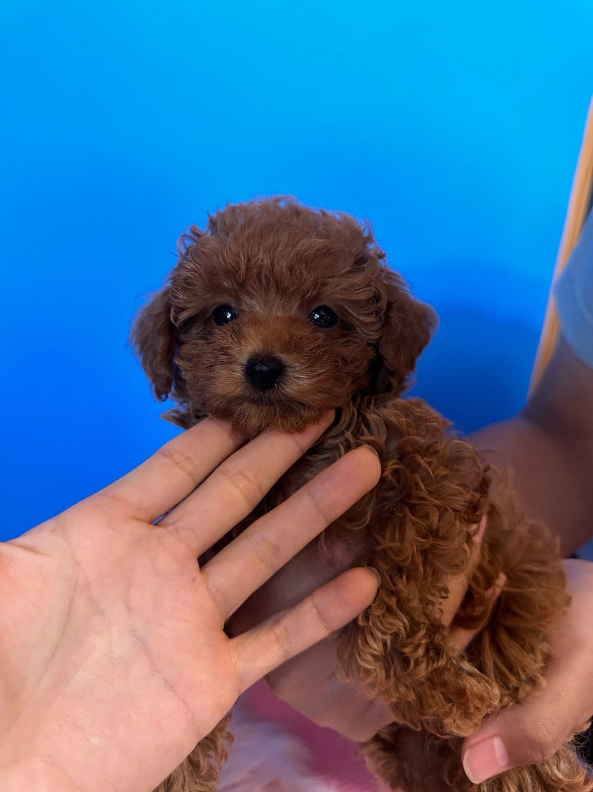 Red Toy Poodle Pups breeder image 9