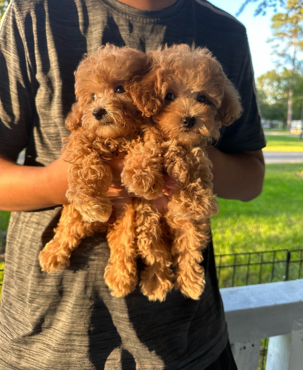 Red Toy Poodle Pups breeder image 10