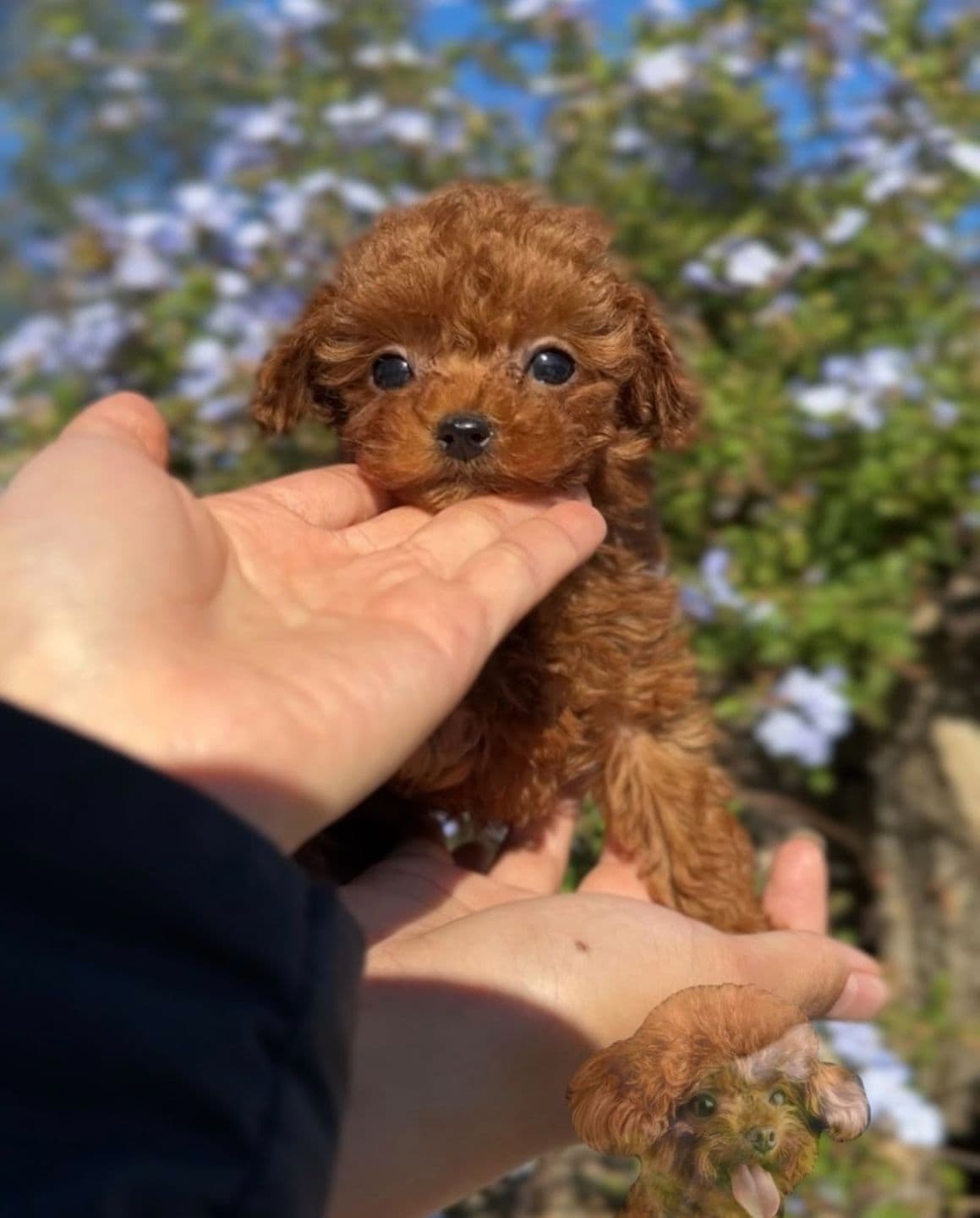 Red Toy Poodle Pups breeder image 11