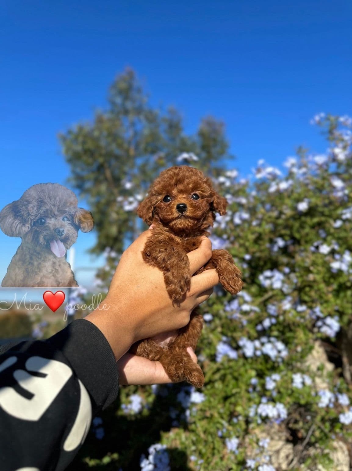 Red Toy Poodle Pups breeder image 13