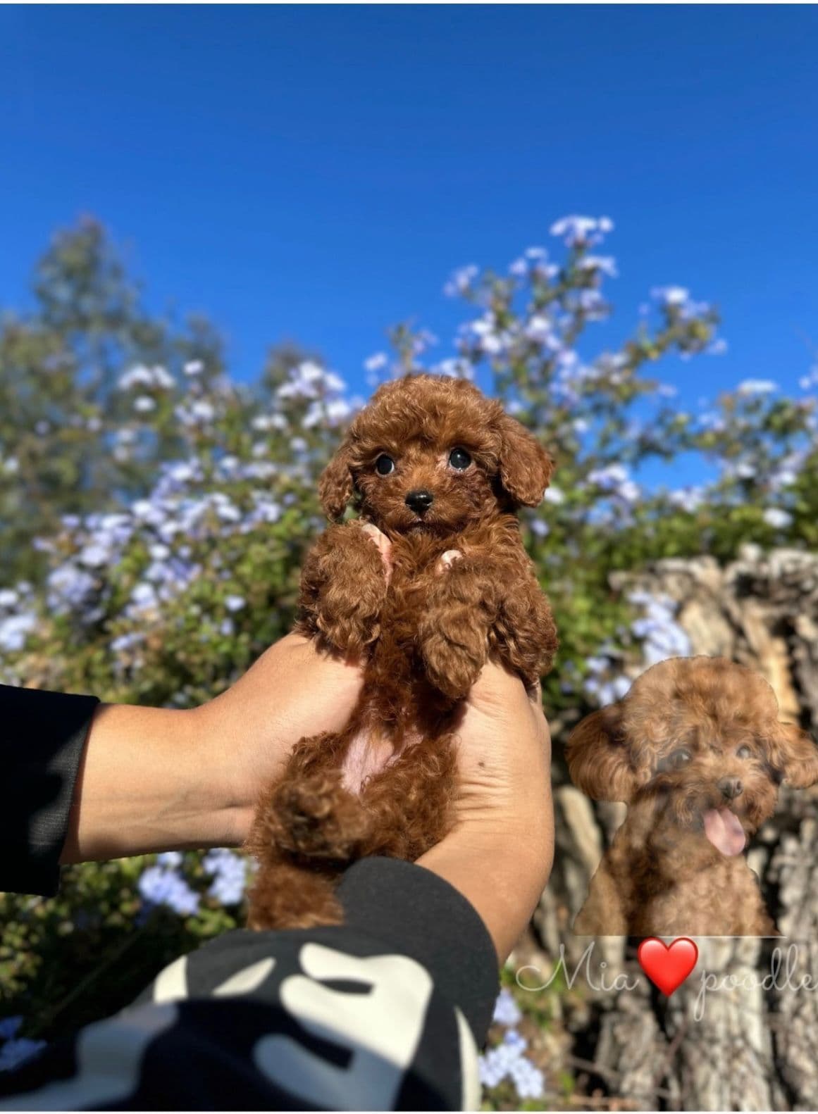 Red Toy Poodle Pups breeder image 12