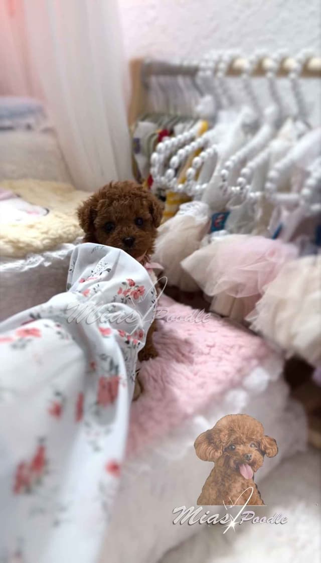 Red Toy Poodle Pups media 2