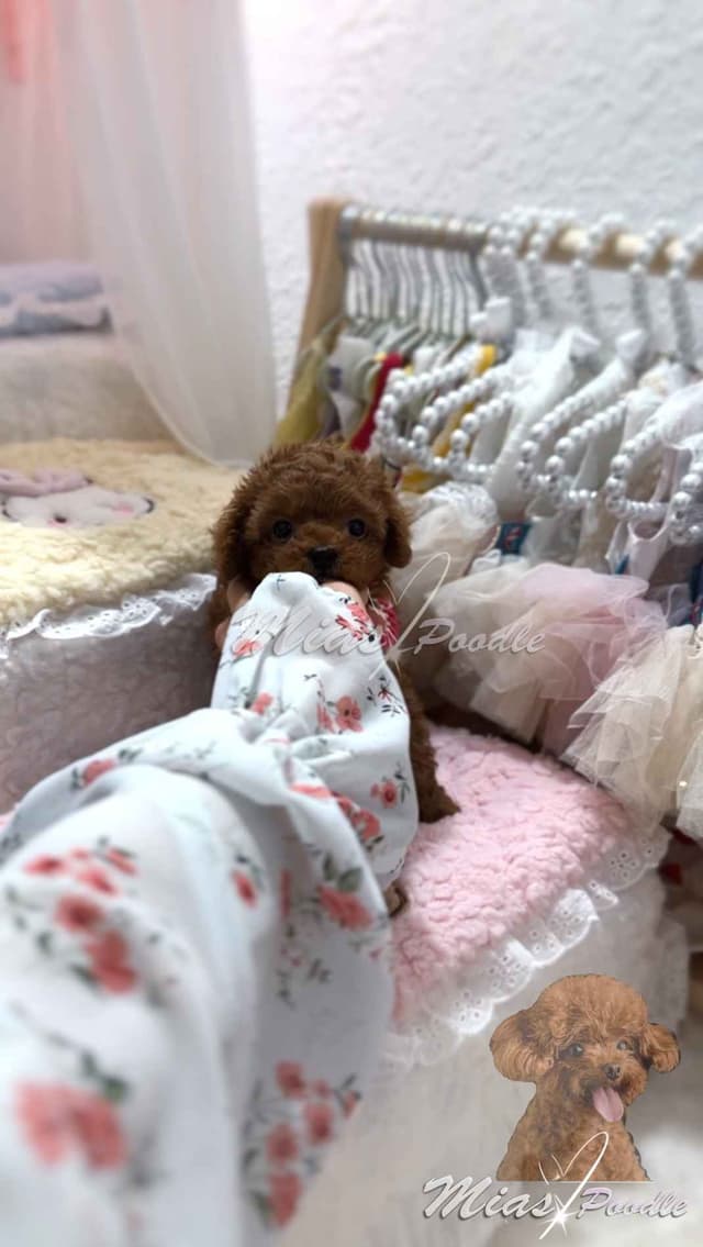 Red Toy Poodle Pups media 3