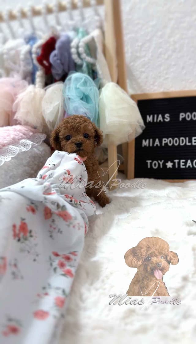 Red Toy Poodle Pups media 4