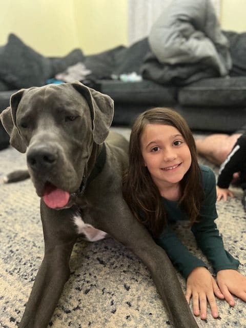 AKC Great Dane Puppies Available 🐾 breeder image 6