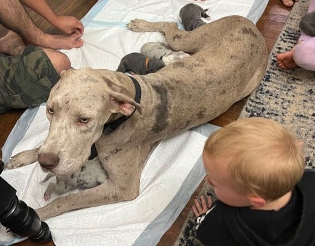 AKC Great Dane Puppies Available 🐾 breeder image 7