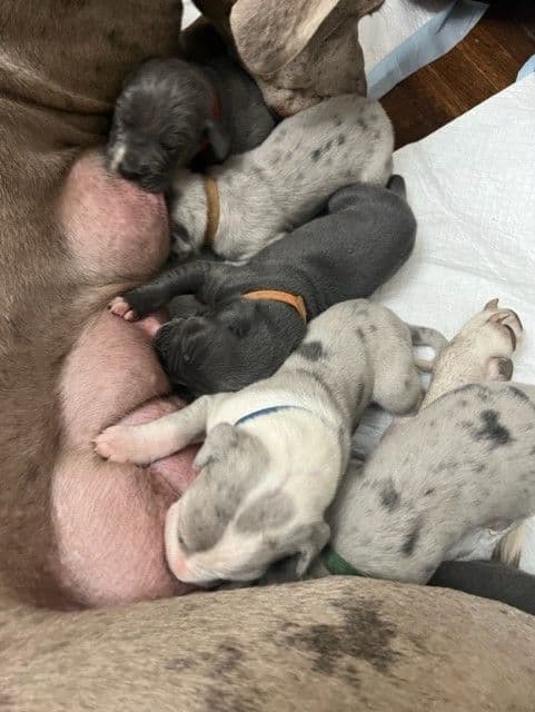 AKC Great Dane Puppies Available 🐾 breeder image 3