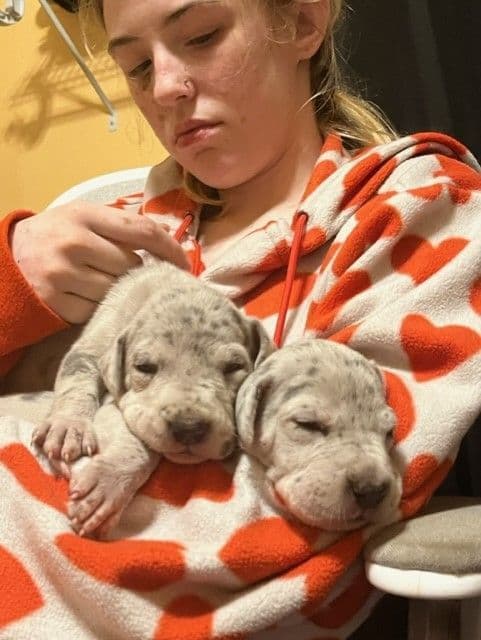 AKC Great Dane Puppies Available 🐾 breeder image 5