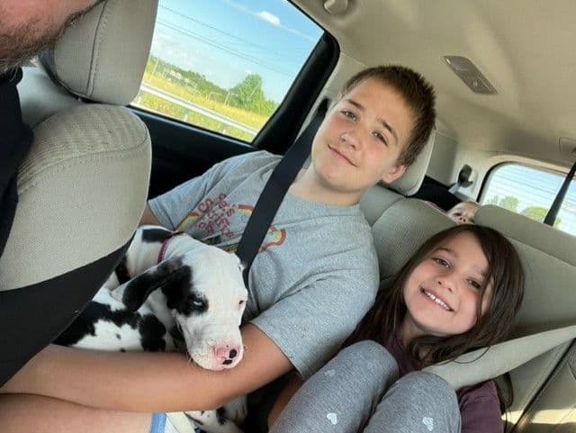 AKC Great Dane Puppies Available 🐾 breeder image 10