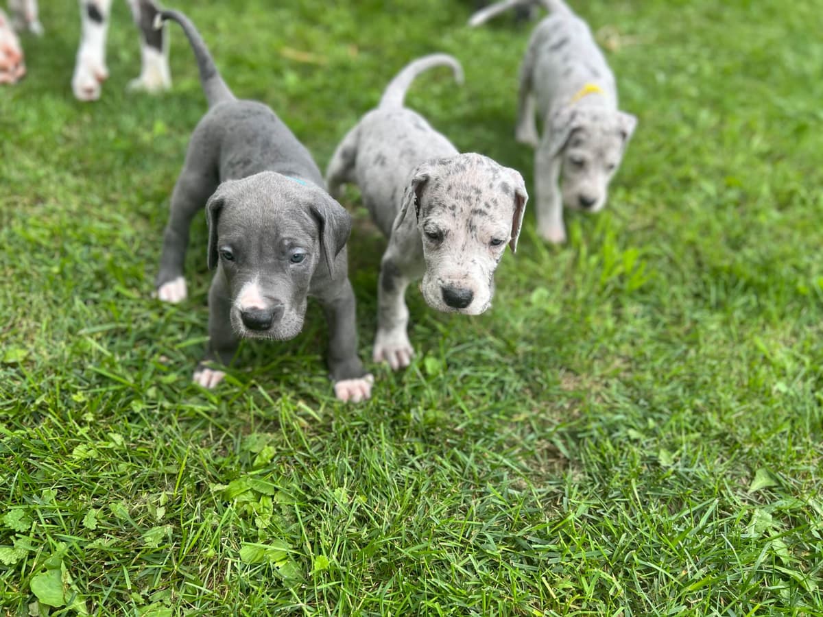 AKC Great Dane Puppies Available 🐾 breeder image 4