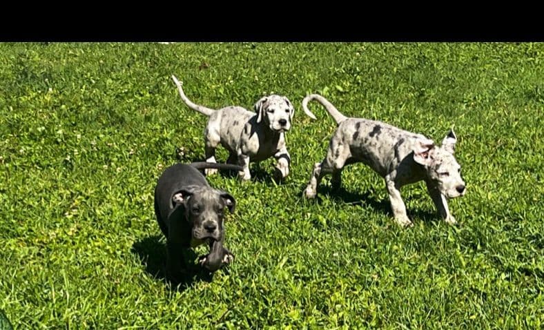 AKC Great Dane Puppies Available 🐾 breeder image 12