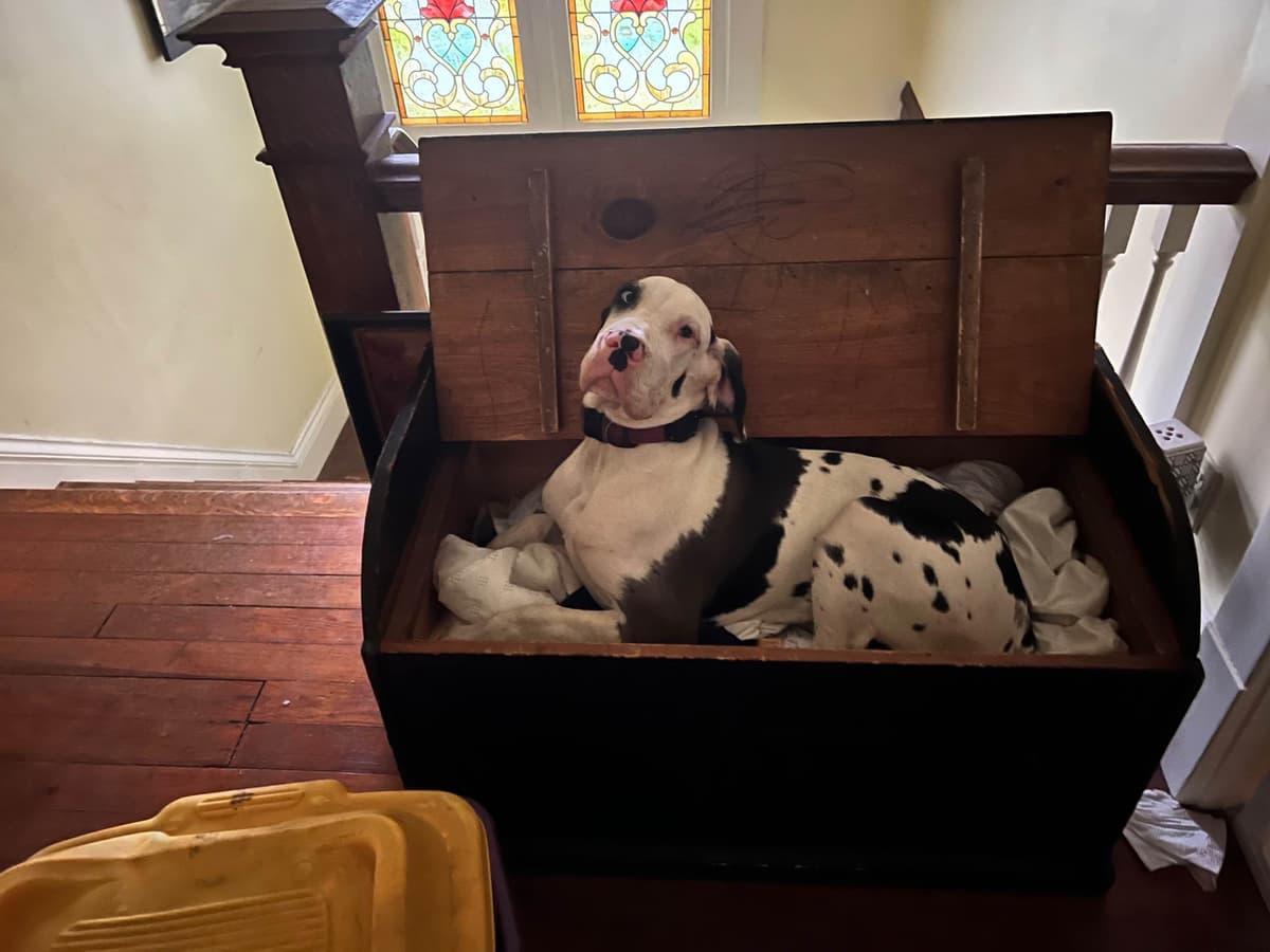 AKC Great Dane Puppies Available 🐾 breeder image 13