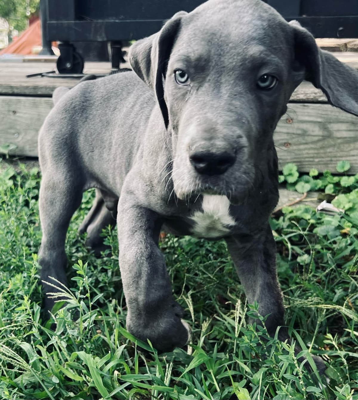 AKC Great Dane Puppies Available 🐾 breeder image 14