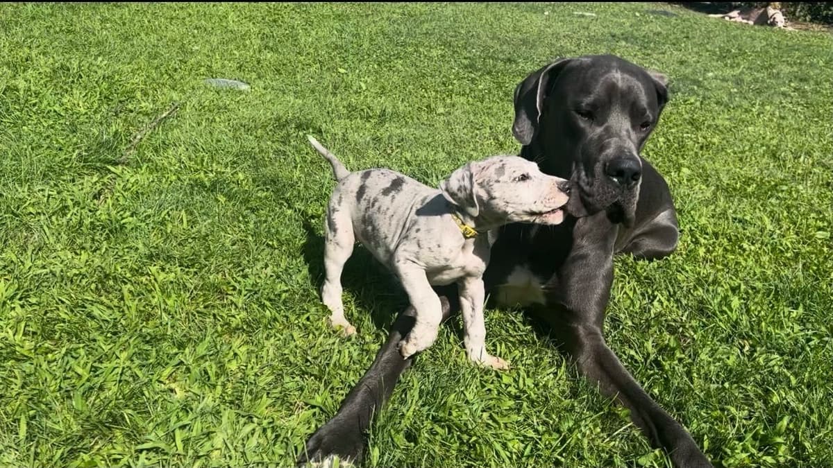 AKC Great Dane Puppies Available 🐾 breeder image 15