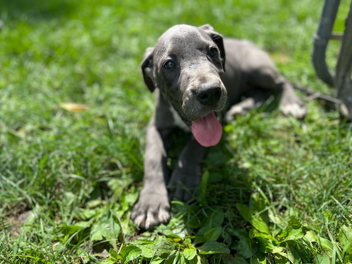 AKC Great Dane Puppies Available 🐾 breeder image 16