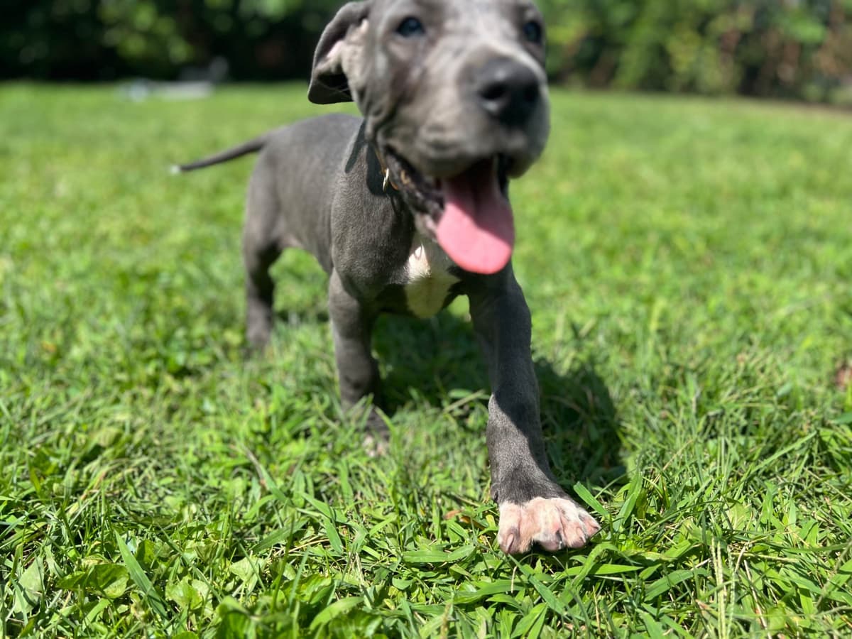 AKC Great Dane Puppies Available 🐾 breeder image 17