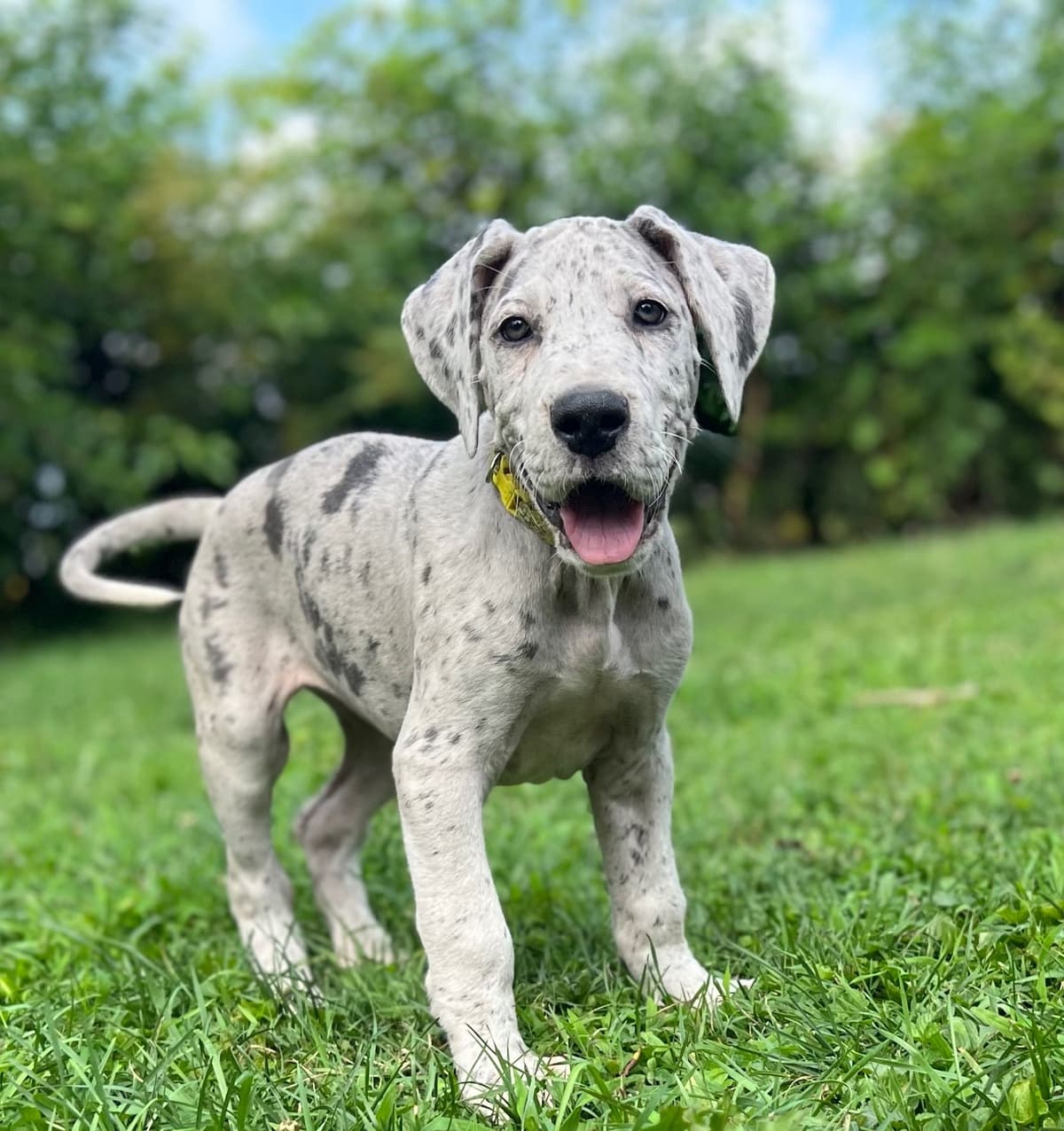 AKC Great Dane Puppies Available 🐾 breeder image 18