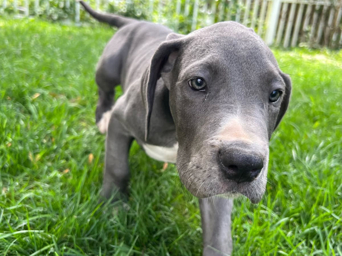 AKC Great Dane Puppies Available 🐾 breeder image 19