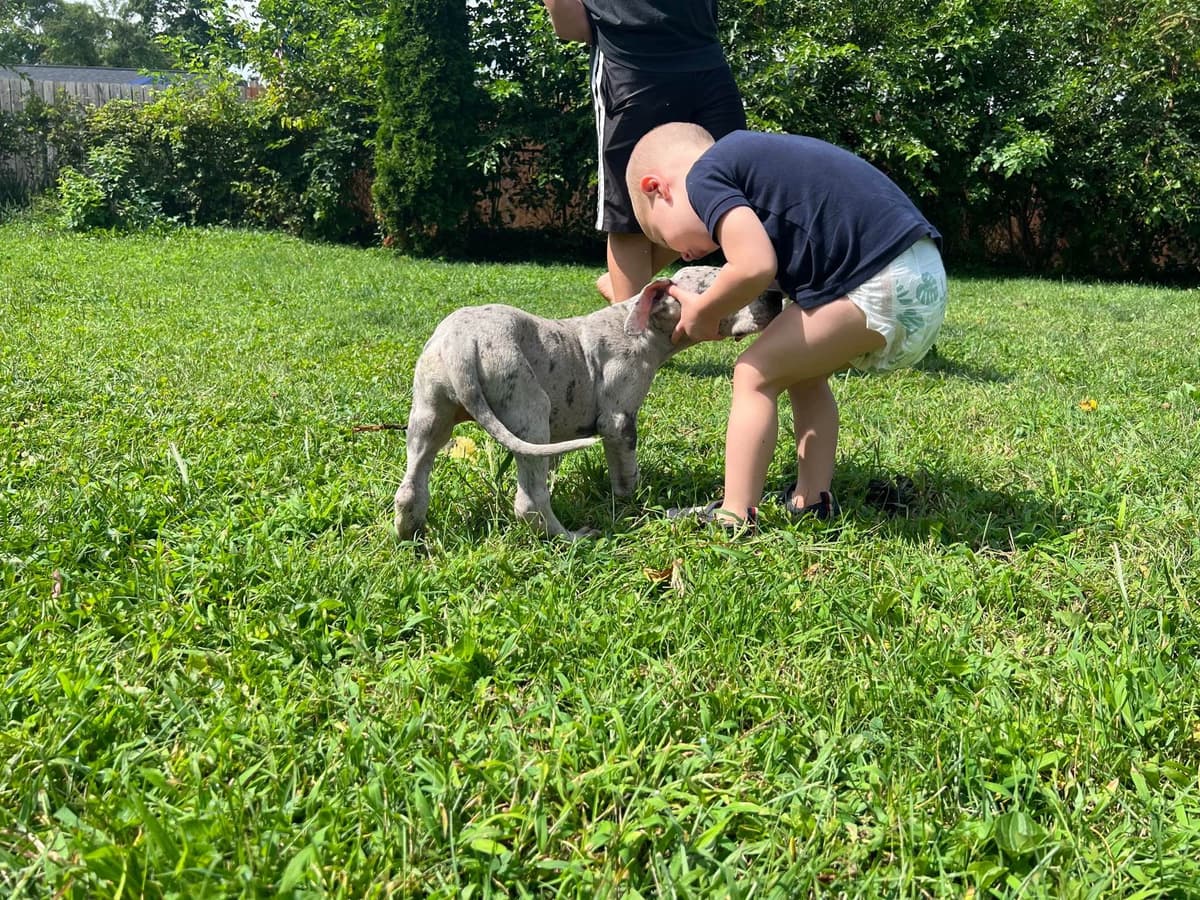 AKC Great Dane Puppies Available 🐾 breeder image 20