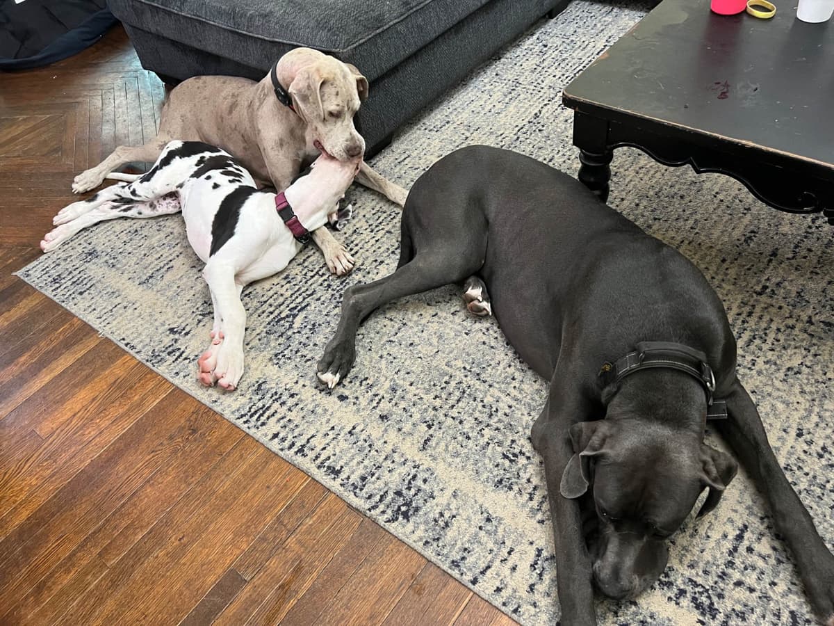 AKC Great Dane Puppies Available 🐾 breeder image 21
