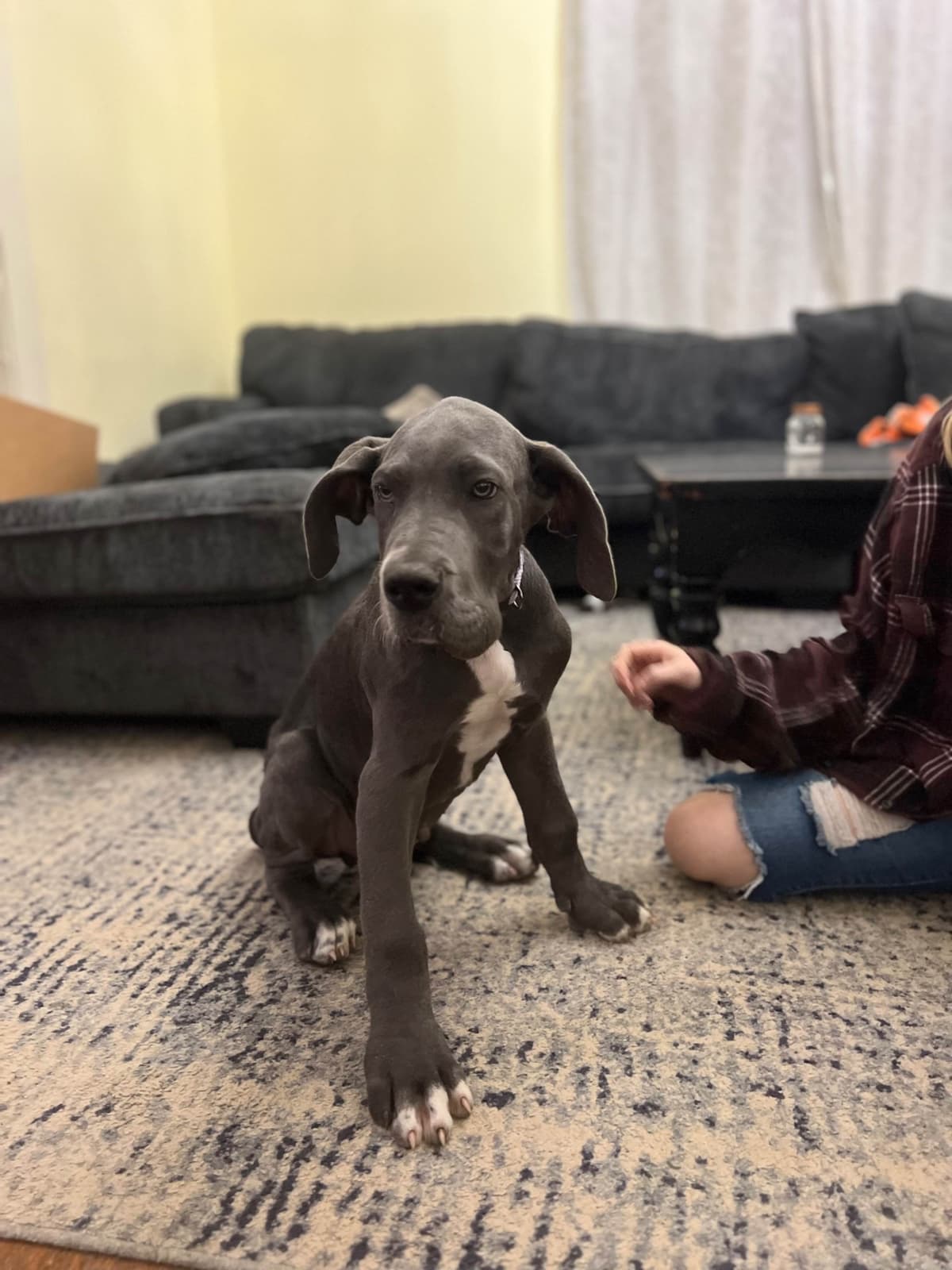 AKC Great Dane Puppies Available 🐾 breeder image 22