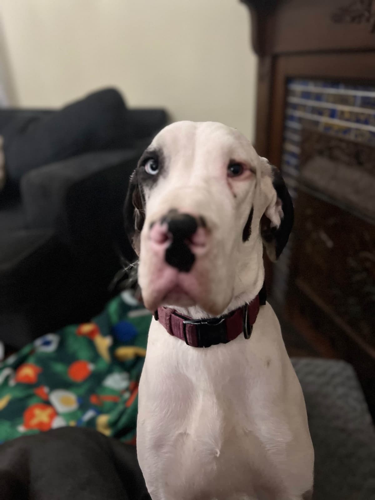 AKC Great Dane Puppies Available 🐾 breeder image 23