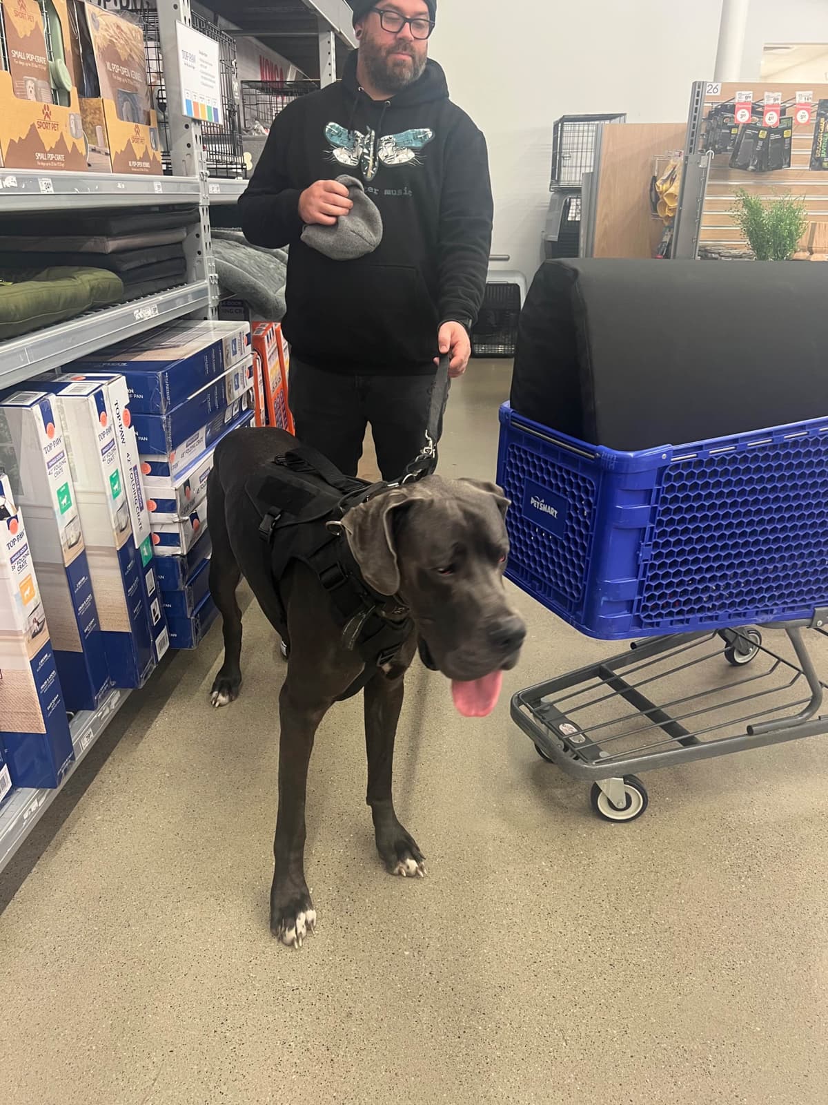 AKC Great Dane Puppies Available 🐾 breeder image 25