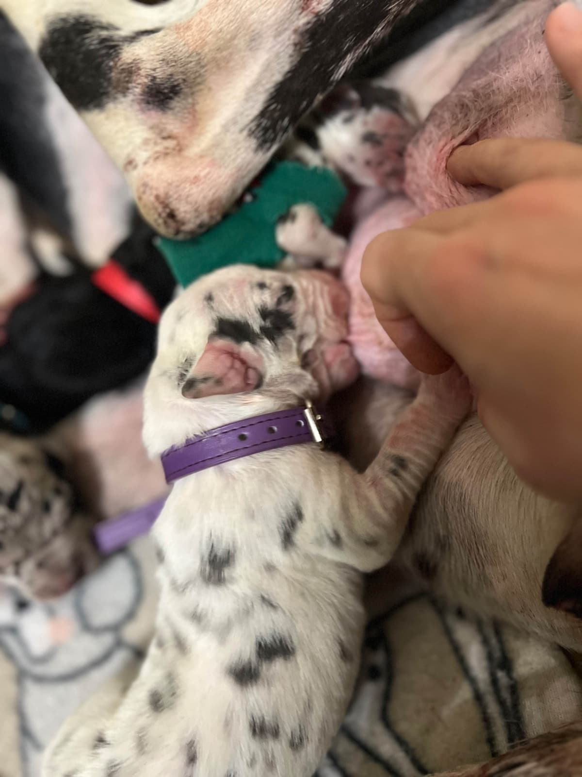 AKC Great Dane Puppies Available 🐾 breeder image 28