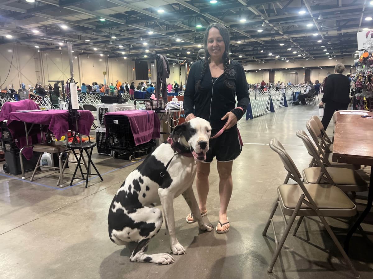 AKC Great Dane Puppies Available 🐾 breeder image 2